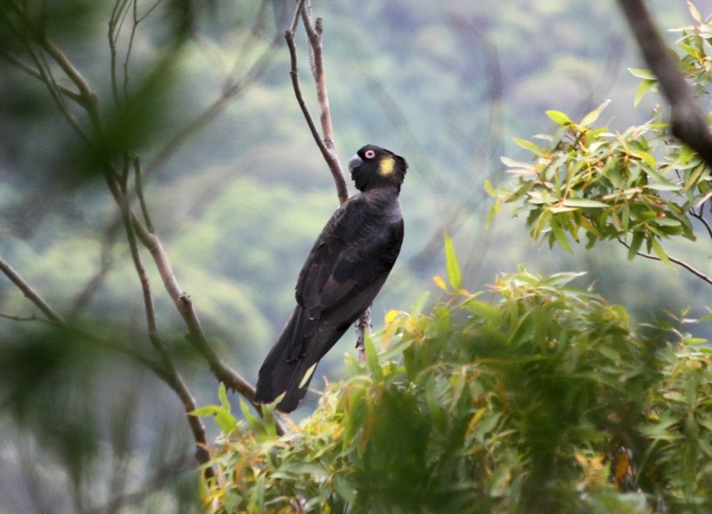 Yellow_Tailed_Black_Cockatoo_@Bushwalk_the_Gong