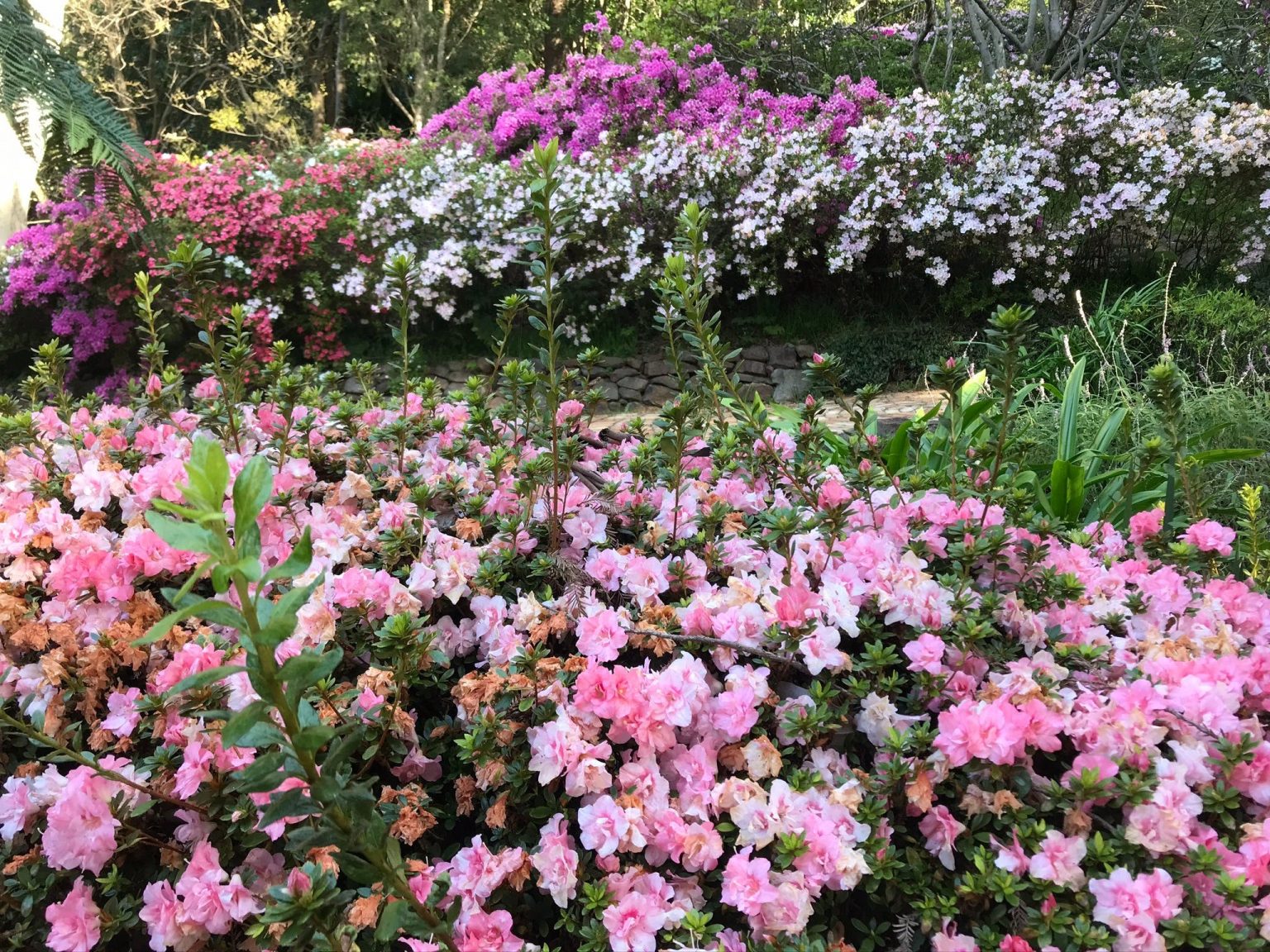 Illawarra Rhododendron and Rainforest Gardens | Destination Wollongong