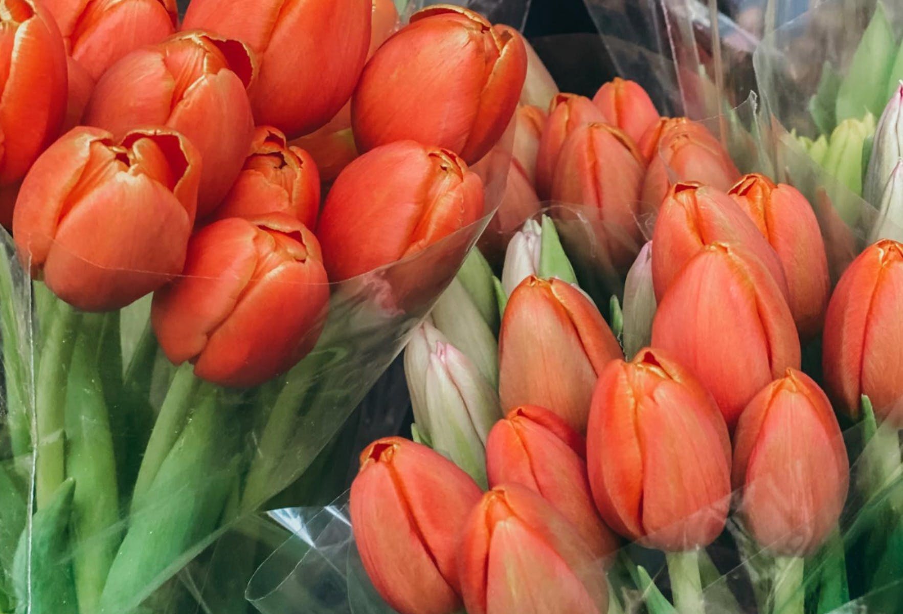 Crown St Friday Markets Destination Wollongong